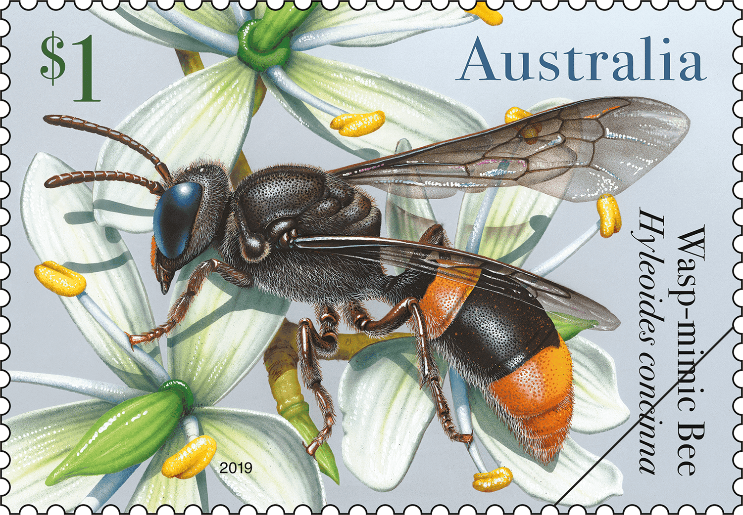 $1 - Wasp-mimic Bee (Hyleoides concinna)