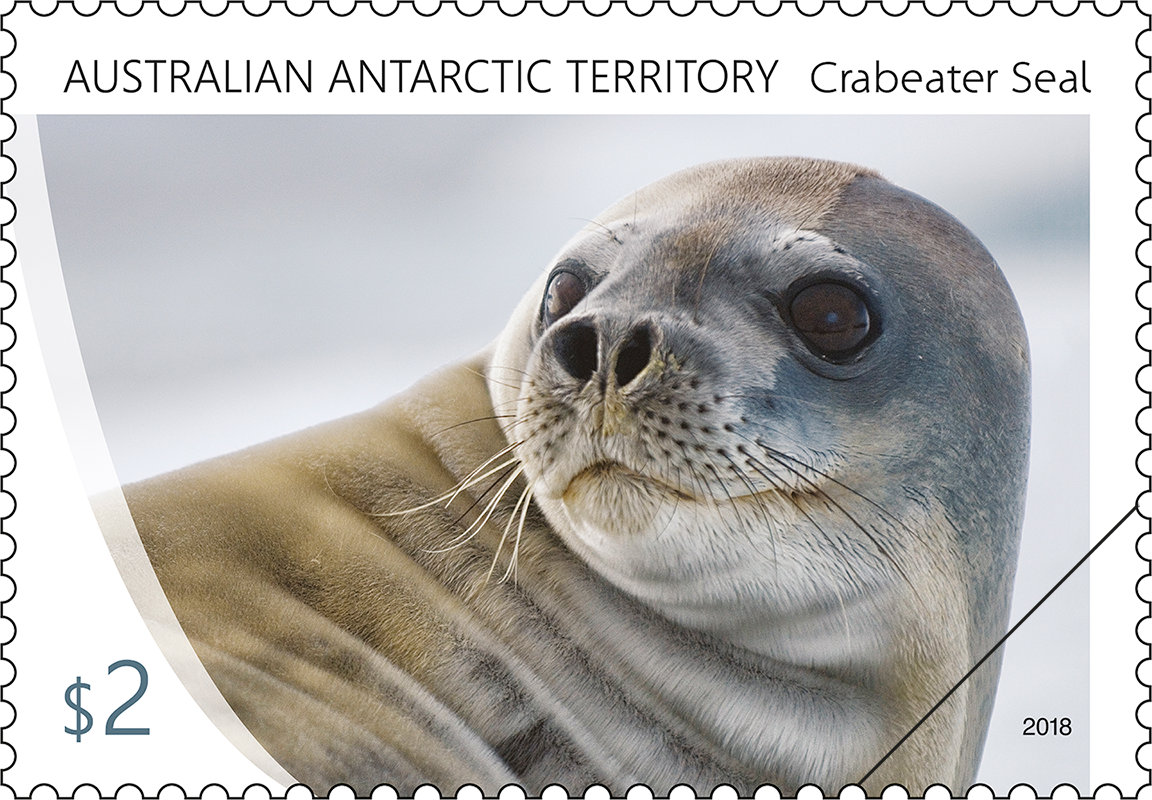 AAT Crabeater Seal individual on ice