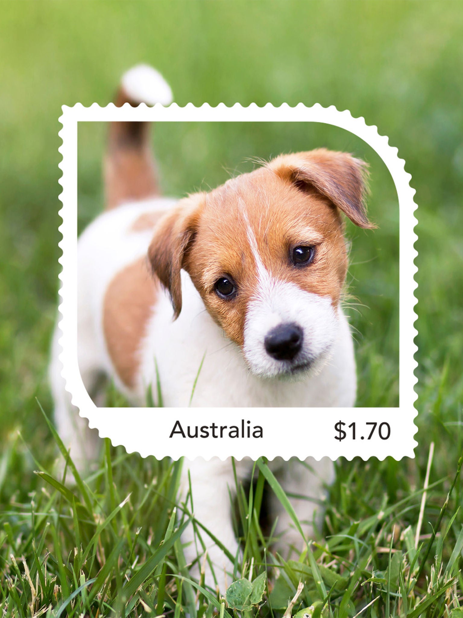 Dog in a stamp