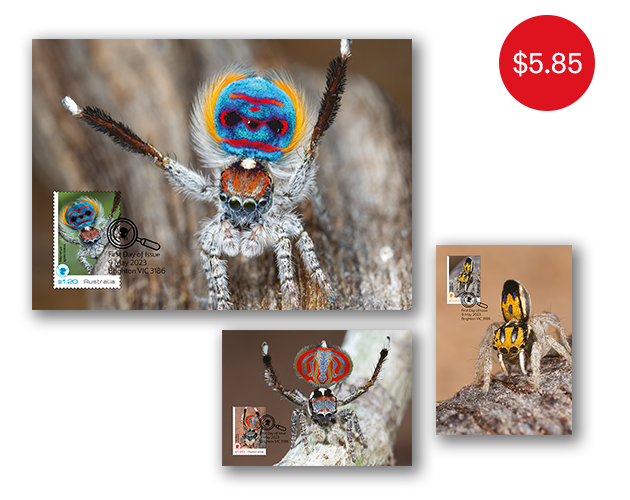 Peacock Spiders maxicard set Set of Peacock Spiders Maxicards
