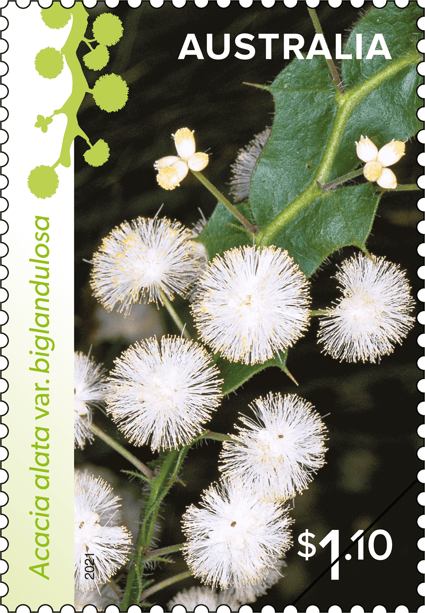 WW_WHITE_Stamp_03_400 Acacia alata var. biglandulosa (Winged Wattle)