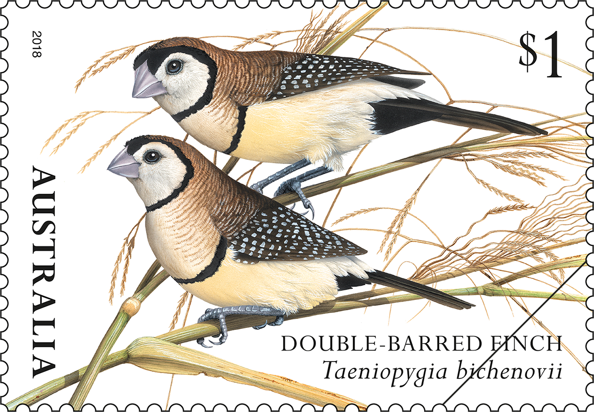 Finches of Australia double-barred finch $1 - Double-barred Finch (Taeniopygia bichenovii)