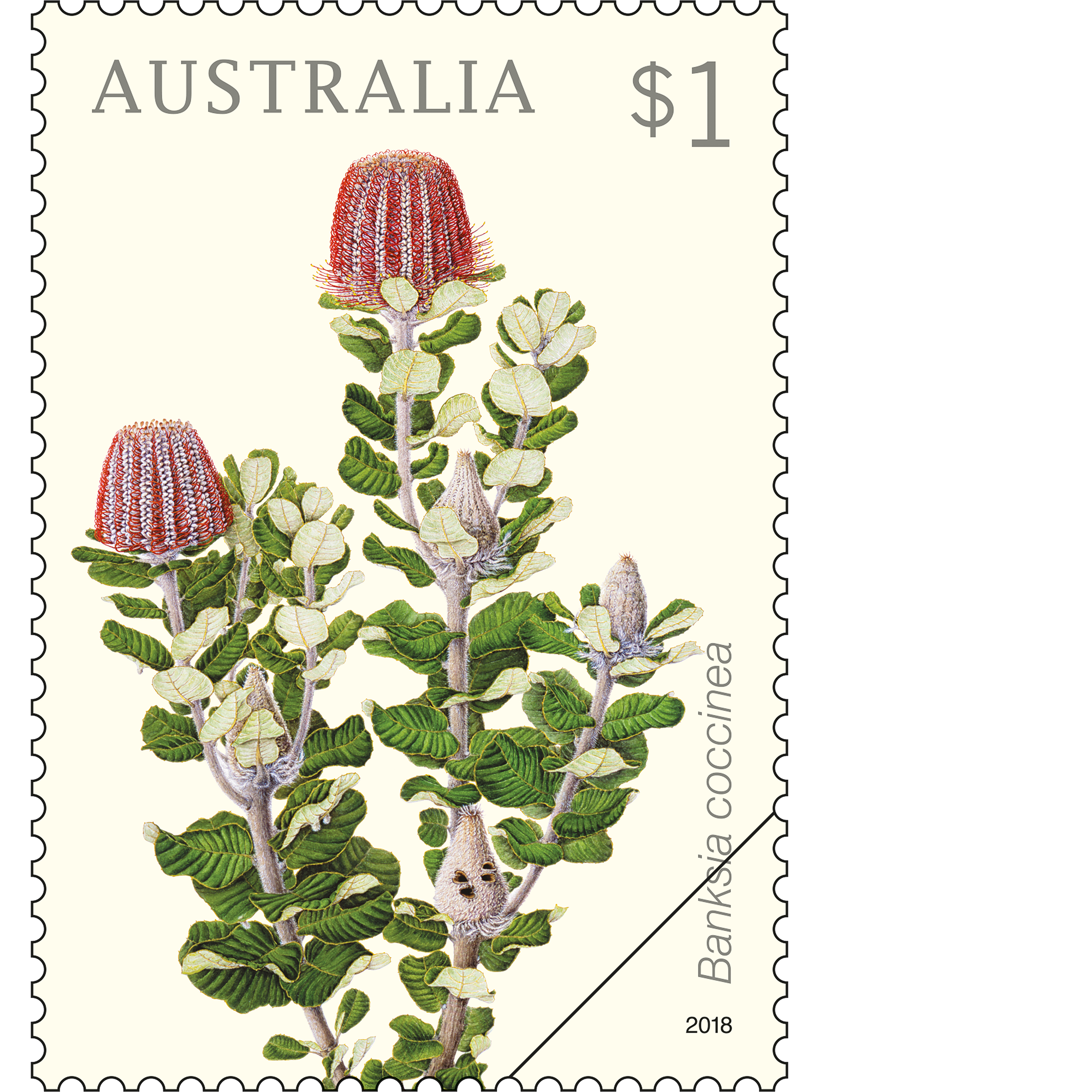 Banksia_Speciosa_Stamp_400 $1 Banksia coccinea