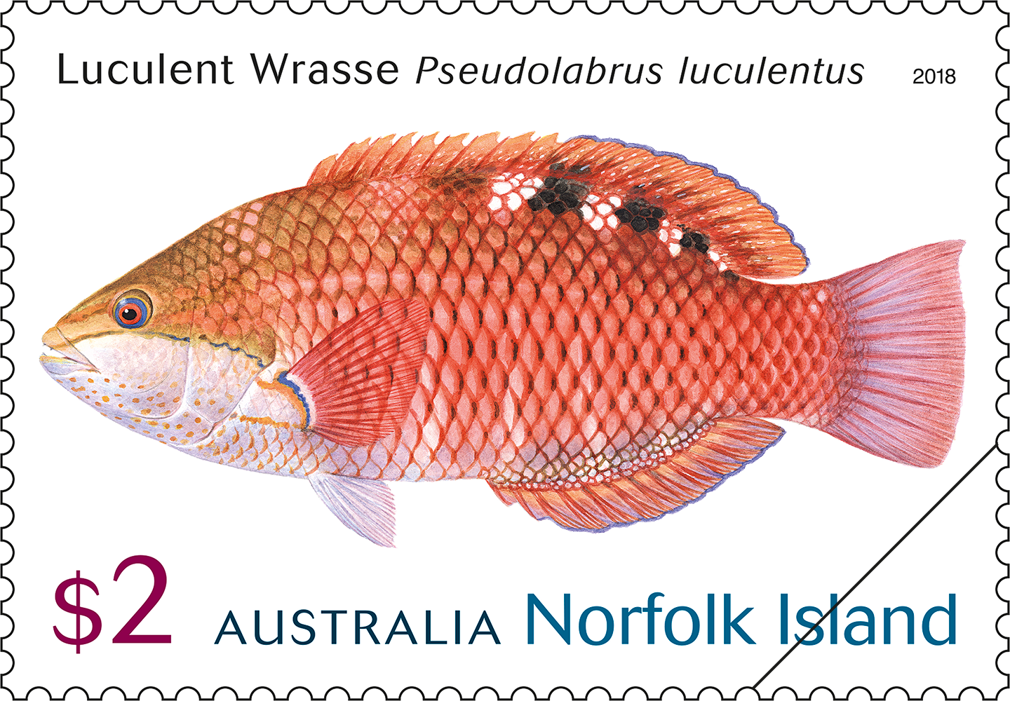 Norfolk Island Luculent Wrasse 60c Royal Christening 2013