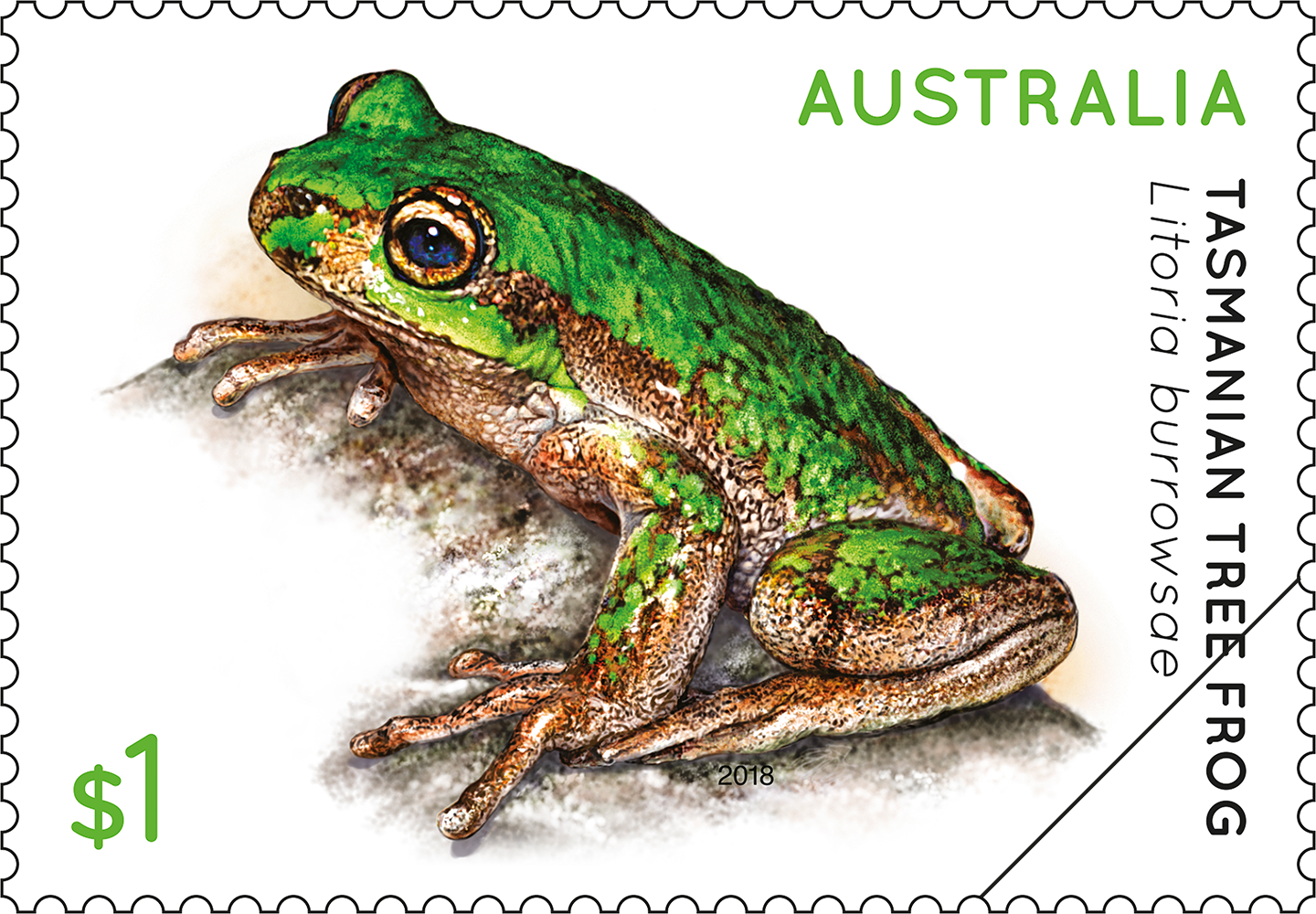 Tasmanian Tree Frog $1 Tasmanian Tree Frog, Litoria burrowsae