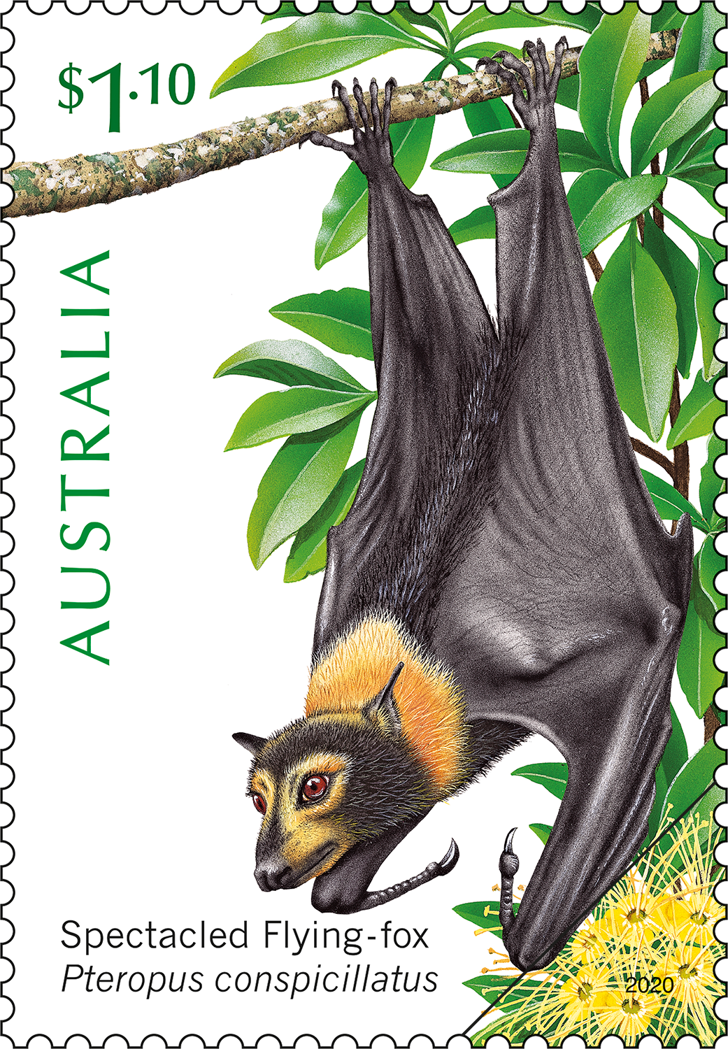 possum_400 Spectacled Flying-fox