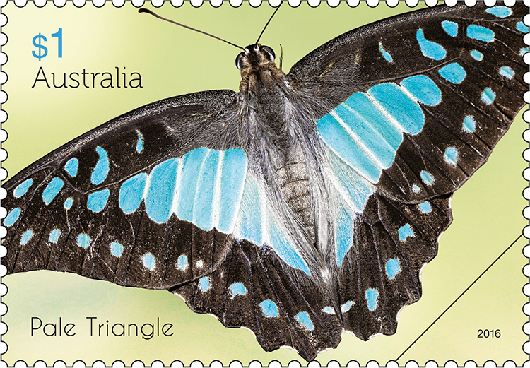 Beautiful butterflies