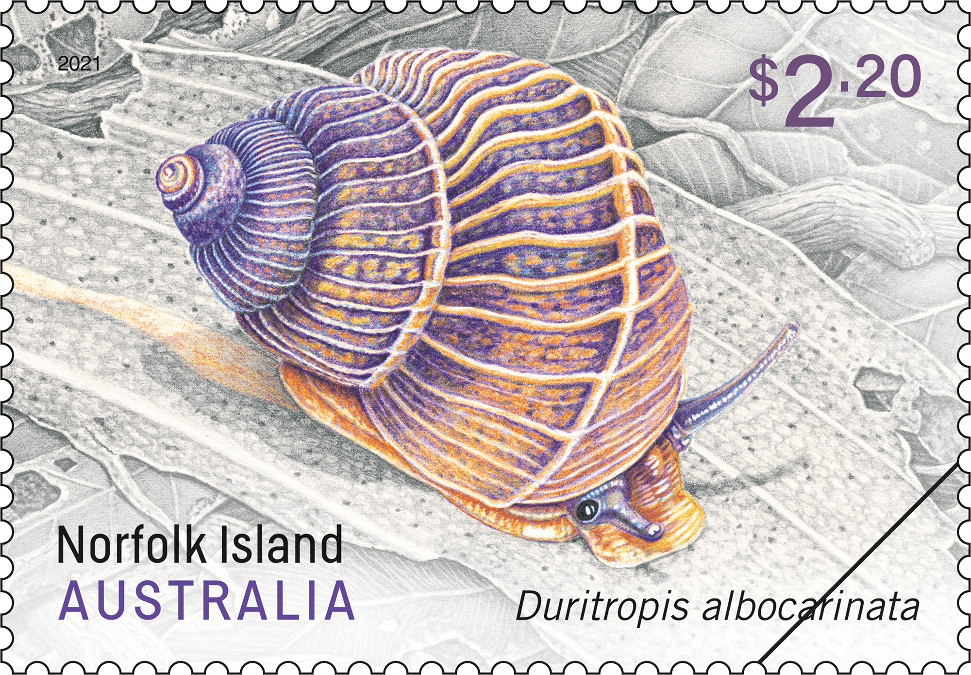 Norfolk_Island_Snail_01_400 Norfolk Island: Land Snails