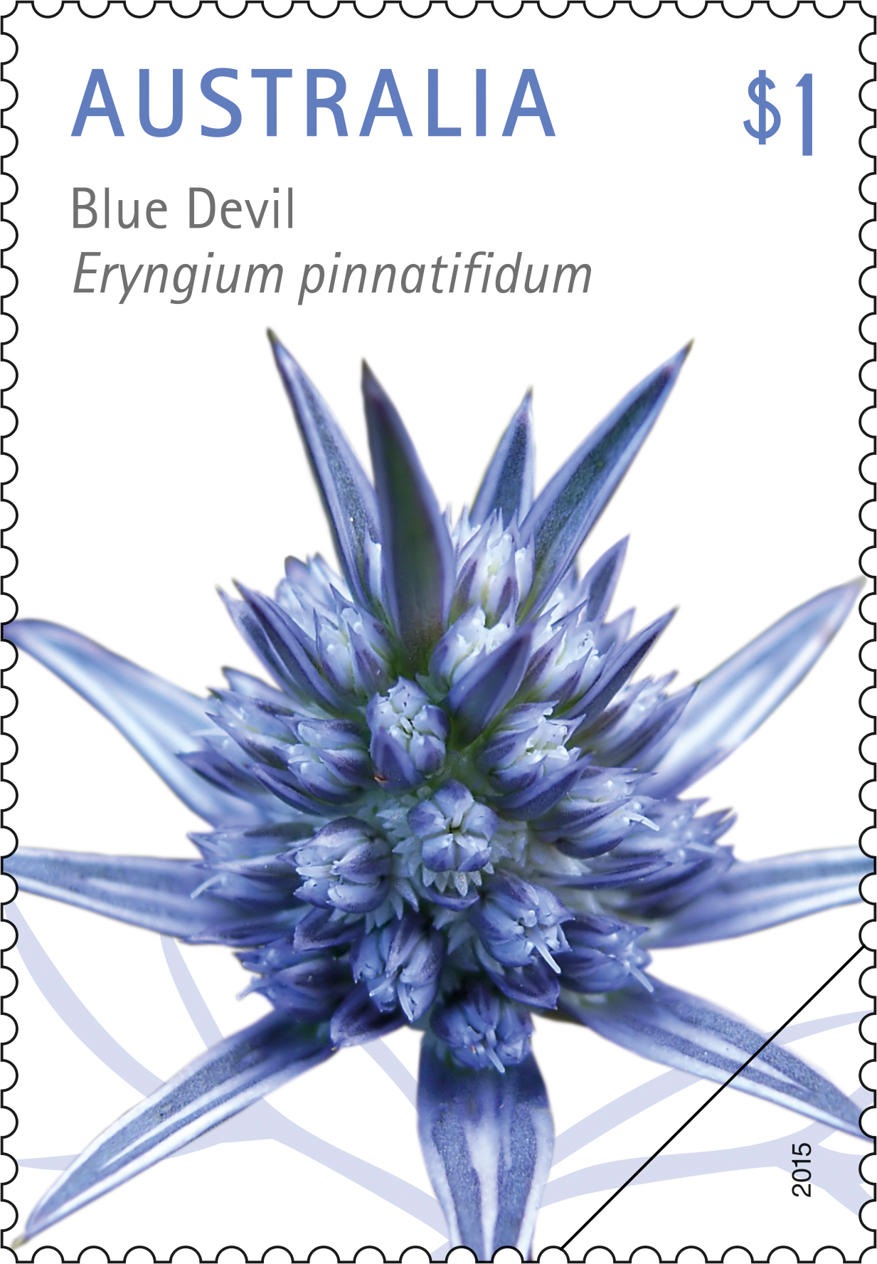 Golden_Rainbow_Stamp_400 Blue Devil, Eryngium pinnatifidum