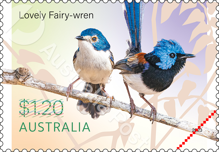 ~ai-c3f9ec9c-e2ba-4c9f-900f-a86a42399aa1_ Fairy-wrens