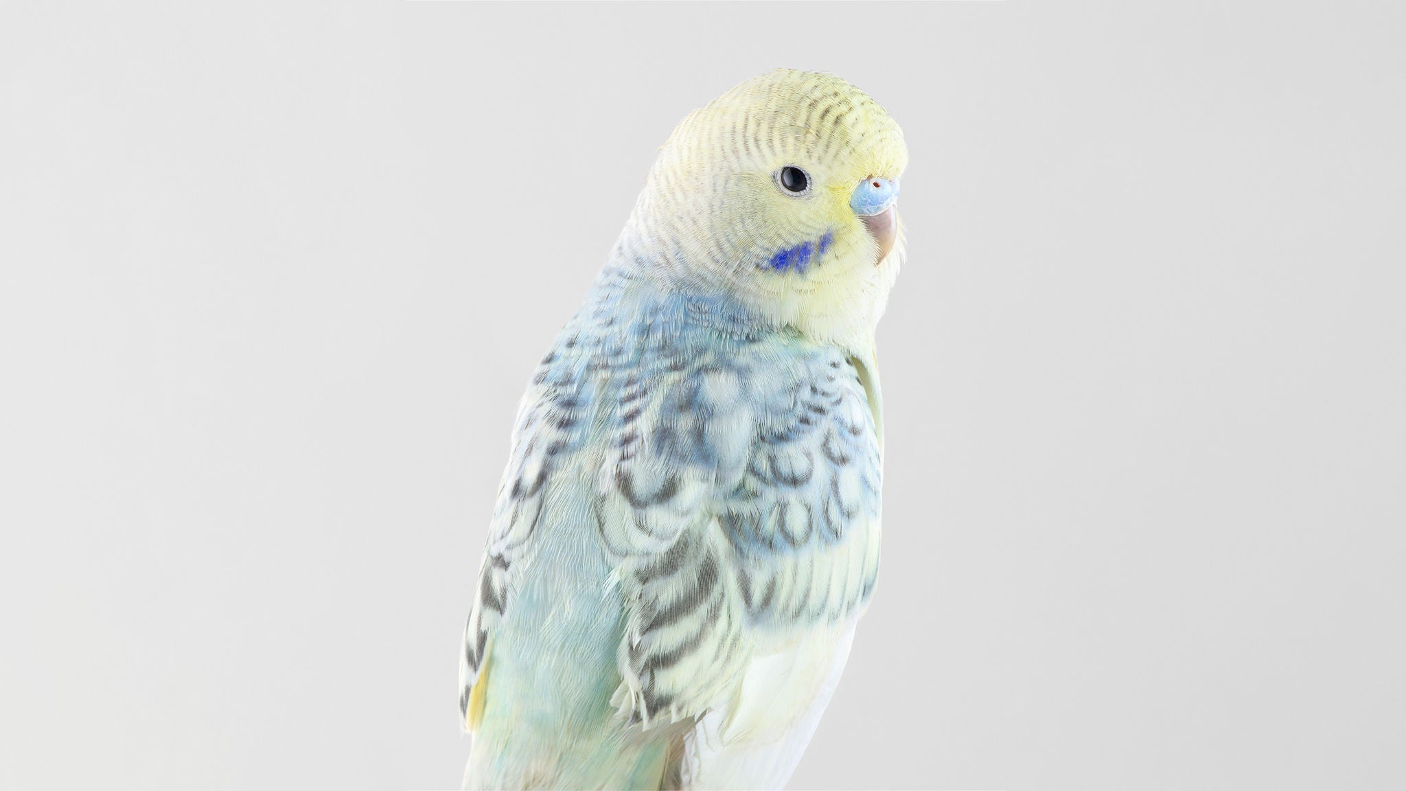 Credit: Leila Jeffreys Birds