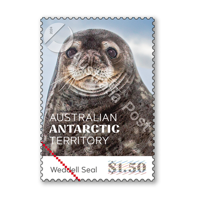 Australian Antarctic Territory: Seals