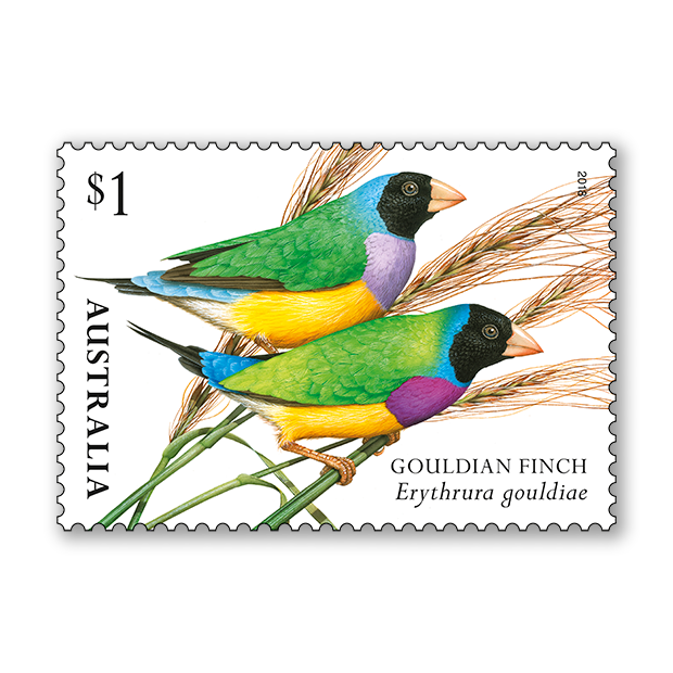 Finches of Australia II