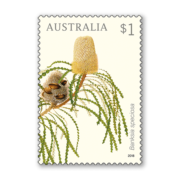 Banksias
