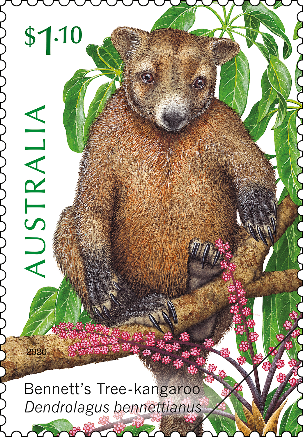 possum_400 Tree-dwellers of the Tropics