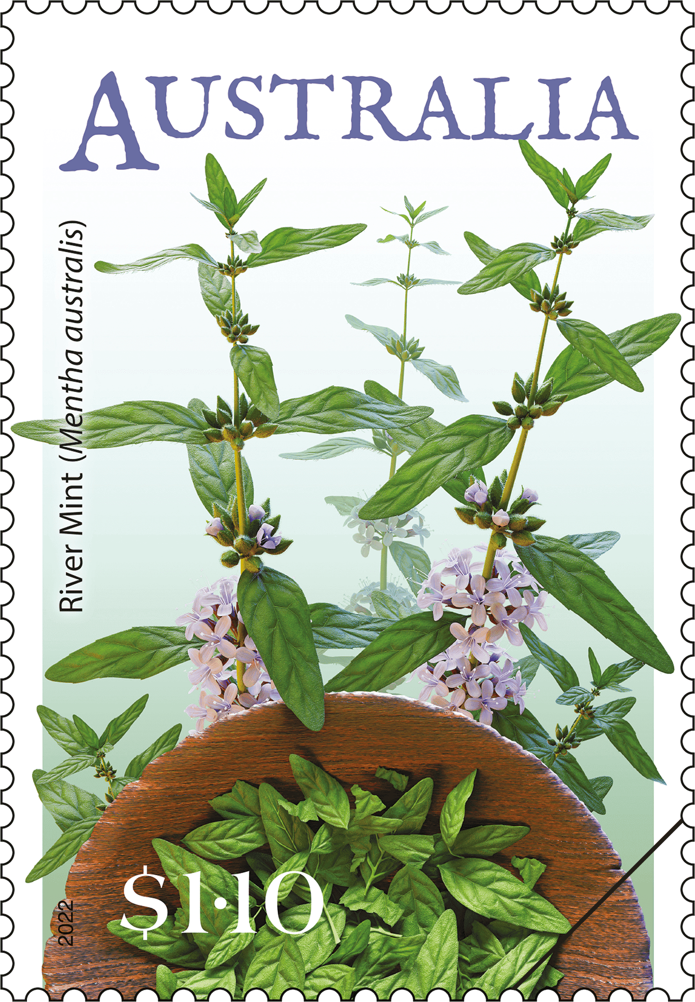Bush seeds_River_Mint_Single_400 $1.10 River Mint (Mentha australis)