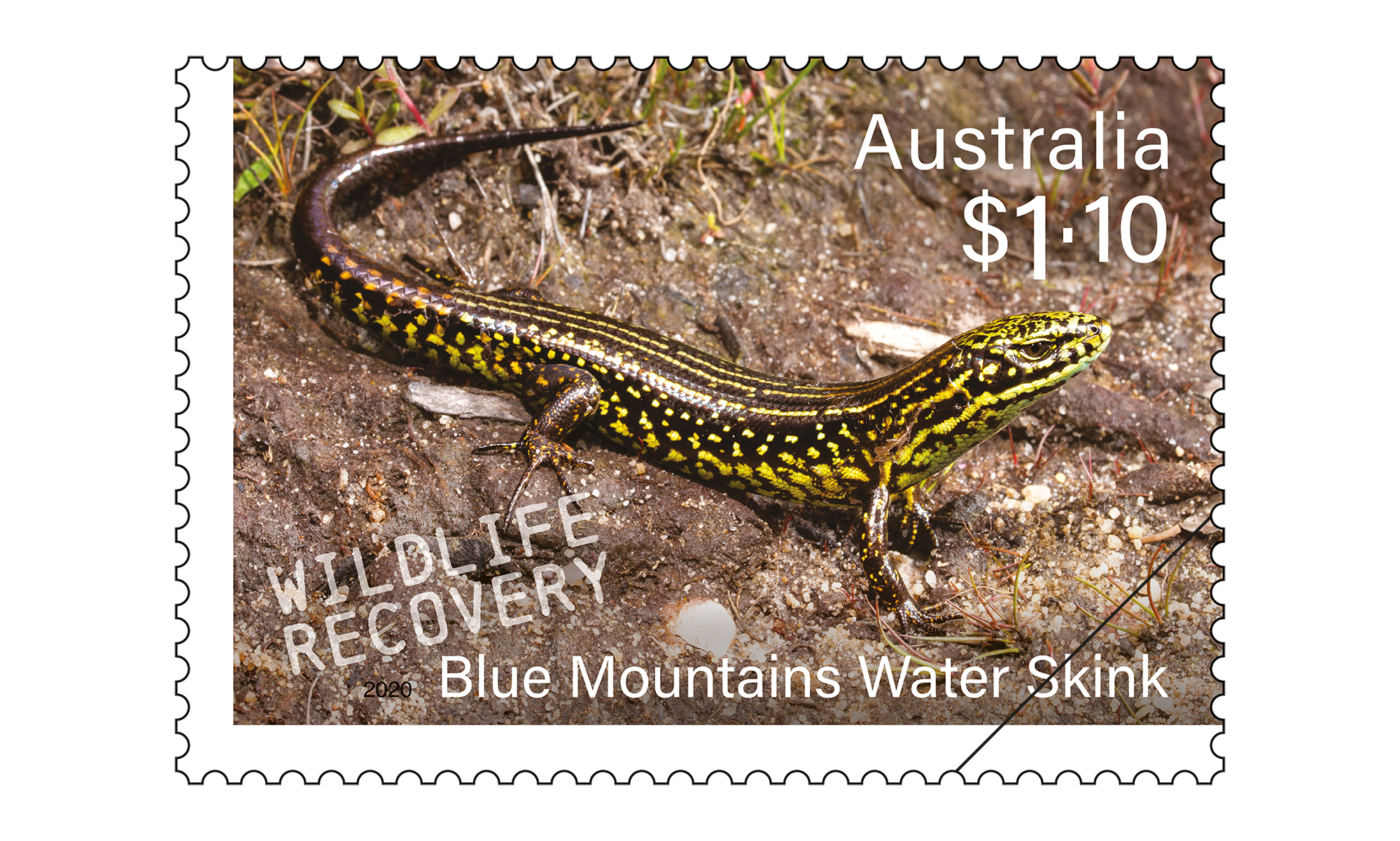 SCM_Wildlife_Recovery_Stamp_06_400 Blue Mountains Water Skink