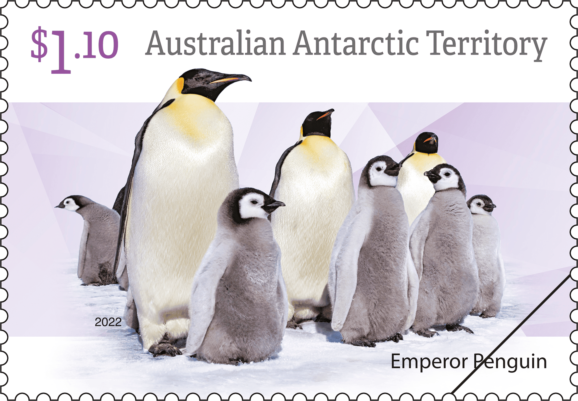 AAT_Penguins_1_400 $1.10 Emperor Penguins with chicks