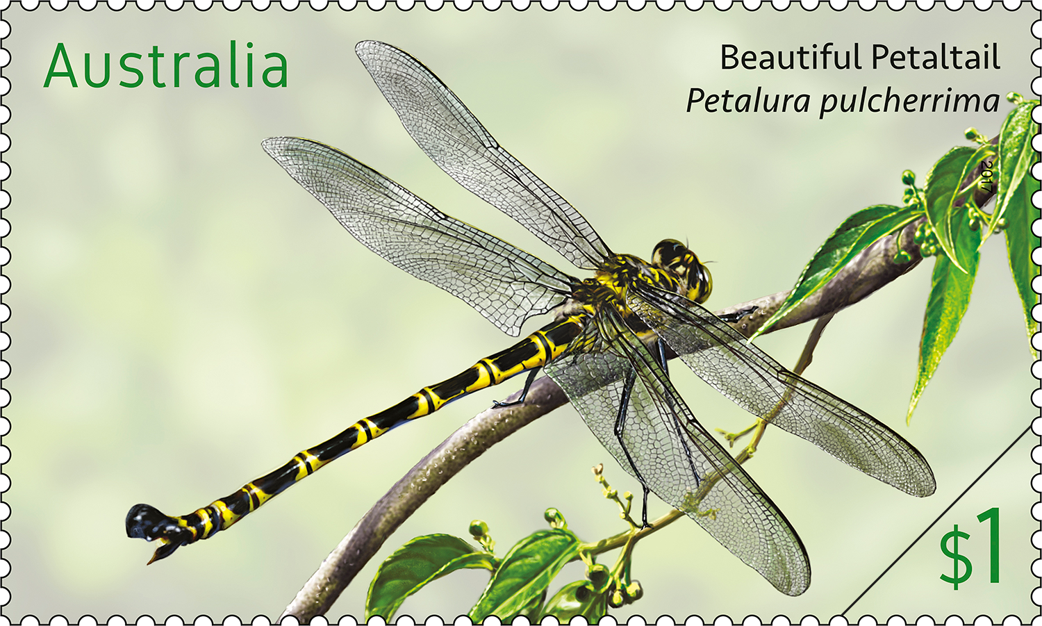 Beautiful Petaltail stamp from Dragonflies stamp issue $1 Australian Tiger, Ictinogomphus australis