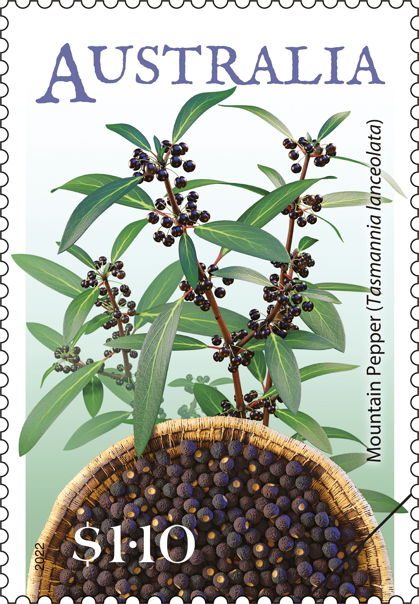 Bush seeds_River_Mint_Single_400 $1.10 Mountain Pepper (Tasmannia lanceolata)