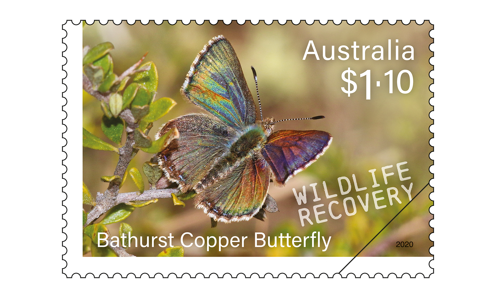 SCM_Wildlife_Recovery_Stamp_06_400 Bathurst Copper Butterfly