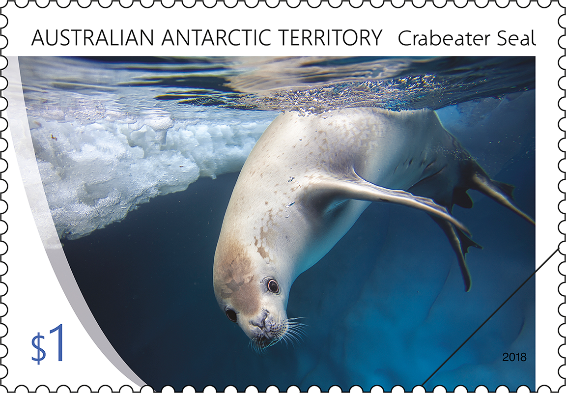 AAT Crabeater Seal individual diving Individual diving