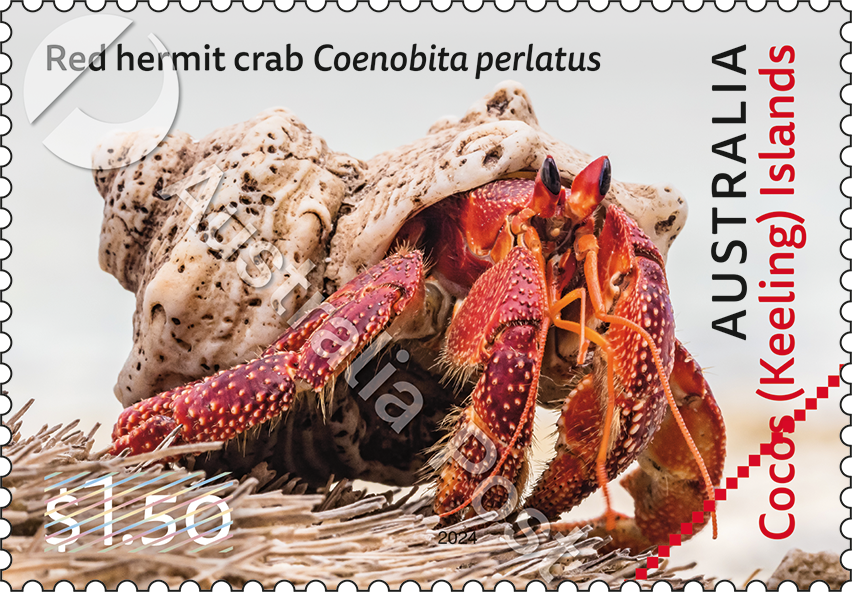 2024_CKI_Crabs_Stamp_03_400_WM