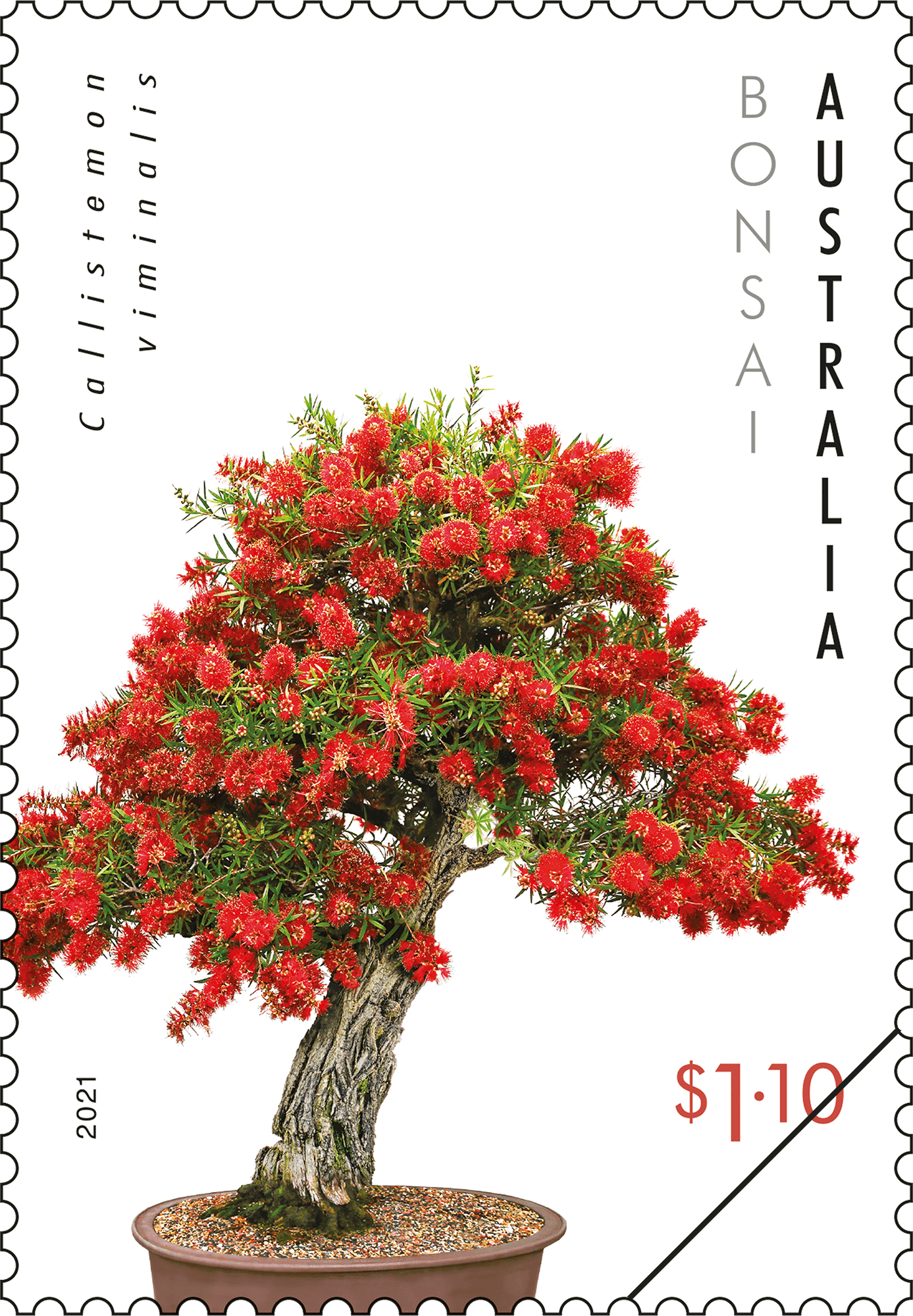 BONSAI_Callistemon_Stamp_01_400