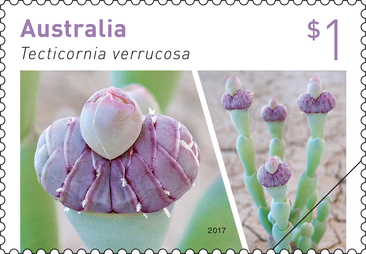 Tecticornia verrucosa