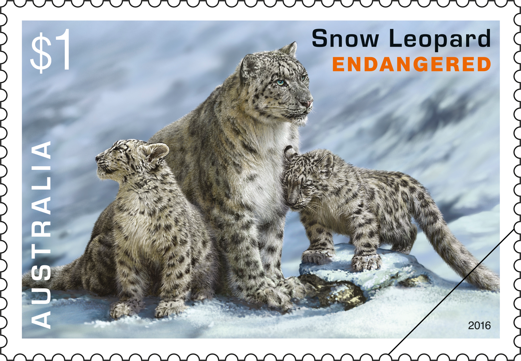 $1 Snow Leopard (Panthera uncia syn. Uncia uncia)