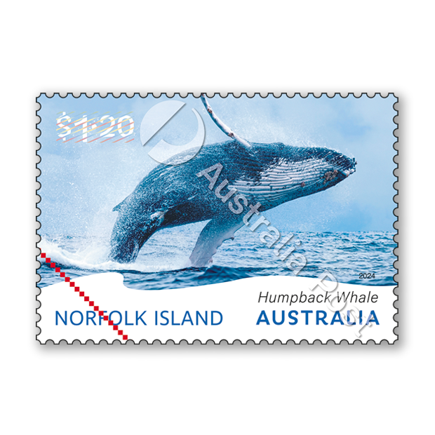 Norfolk Island Humpback Whale