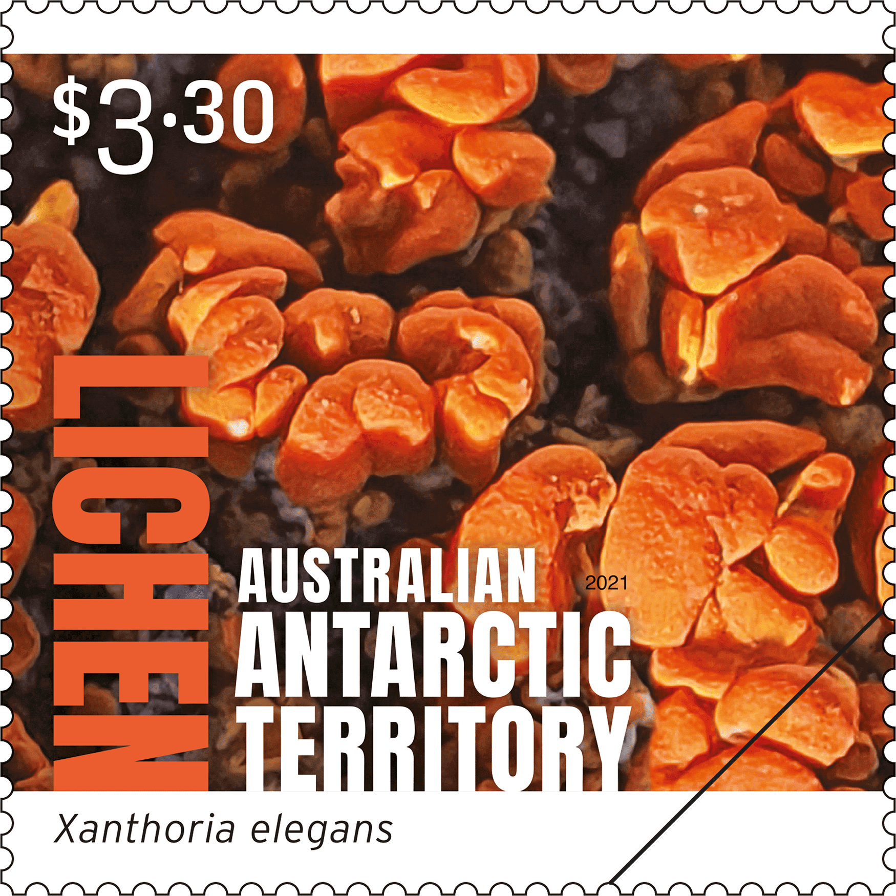 AAT_Lichen_Stamp_04_400 $3.30 Xanthoria elegans