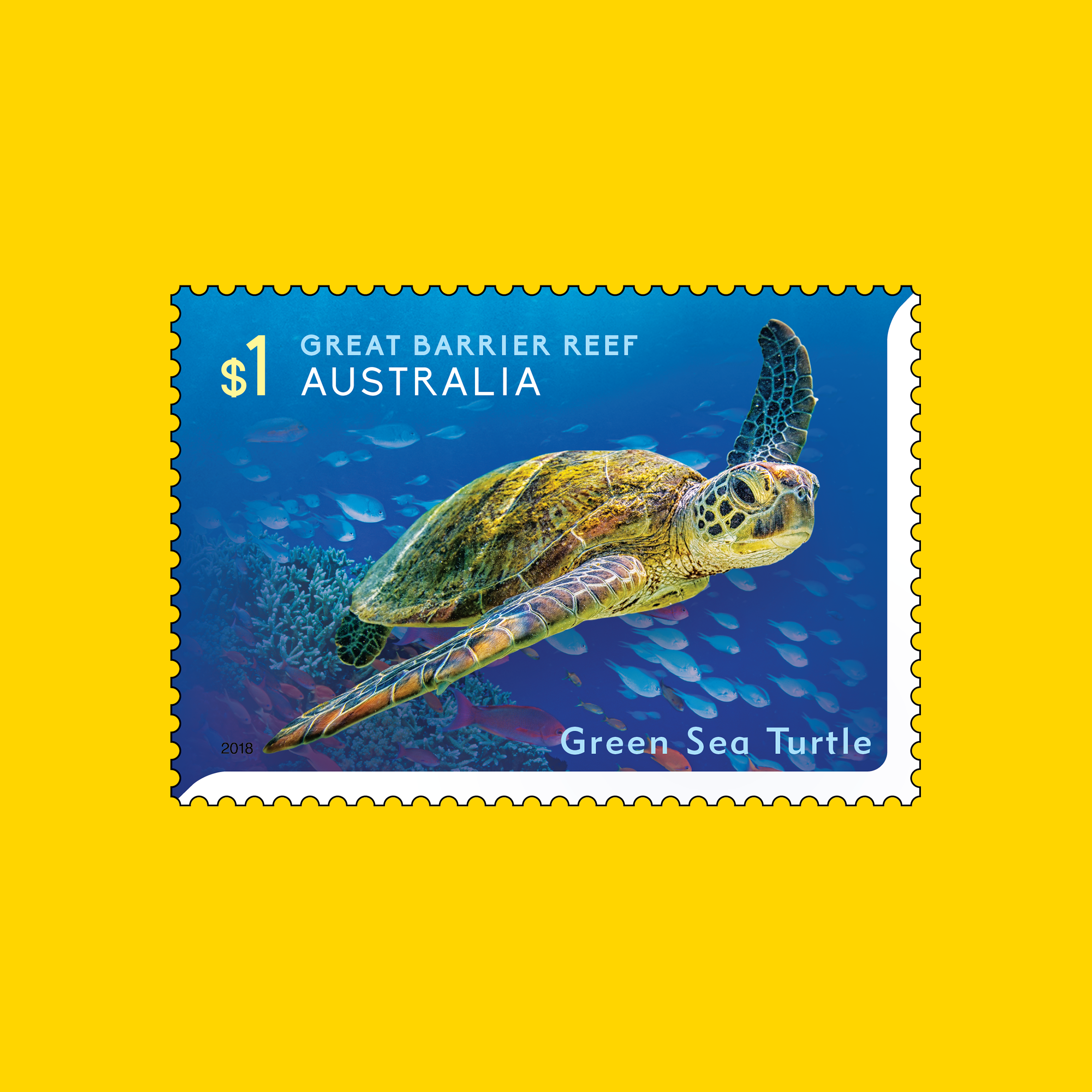 Green Sea Turtle