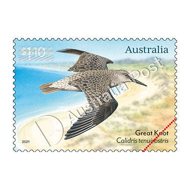 $1.10 Great Knot, Calidris tenuirostris