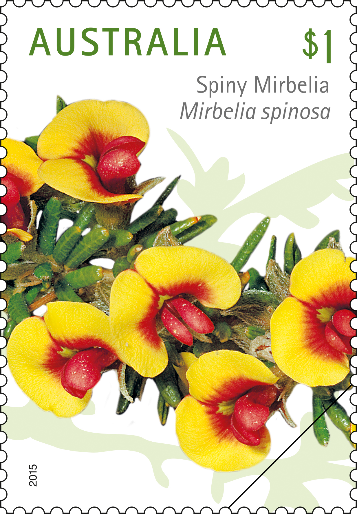 Golden_Rainbow_Stamp_400 Spiny Mirbelia, Mirbelia spinosa