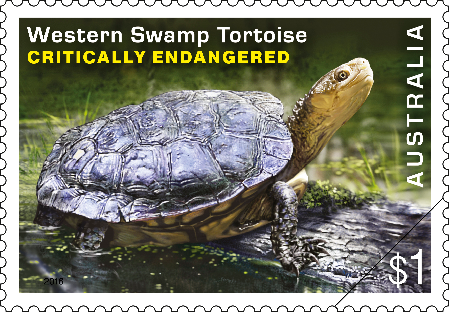$1 Western Swamp Tortoise (Pseudemydura umbrina)