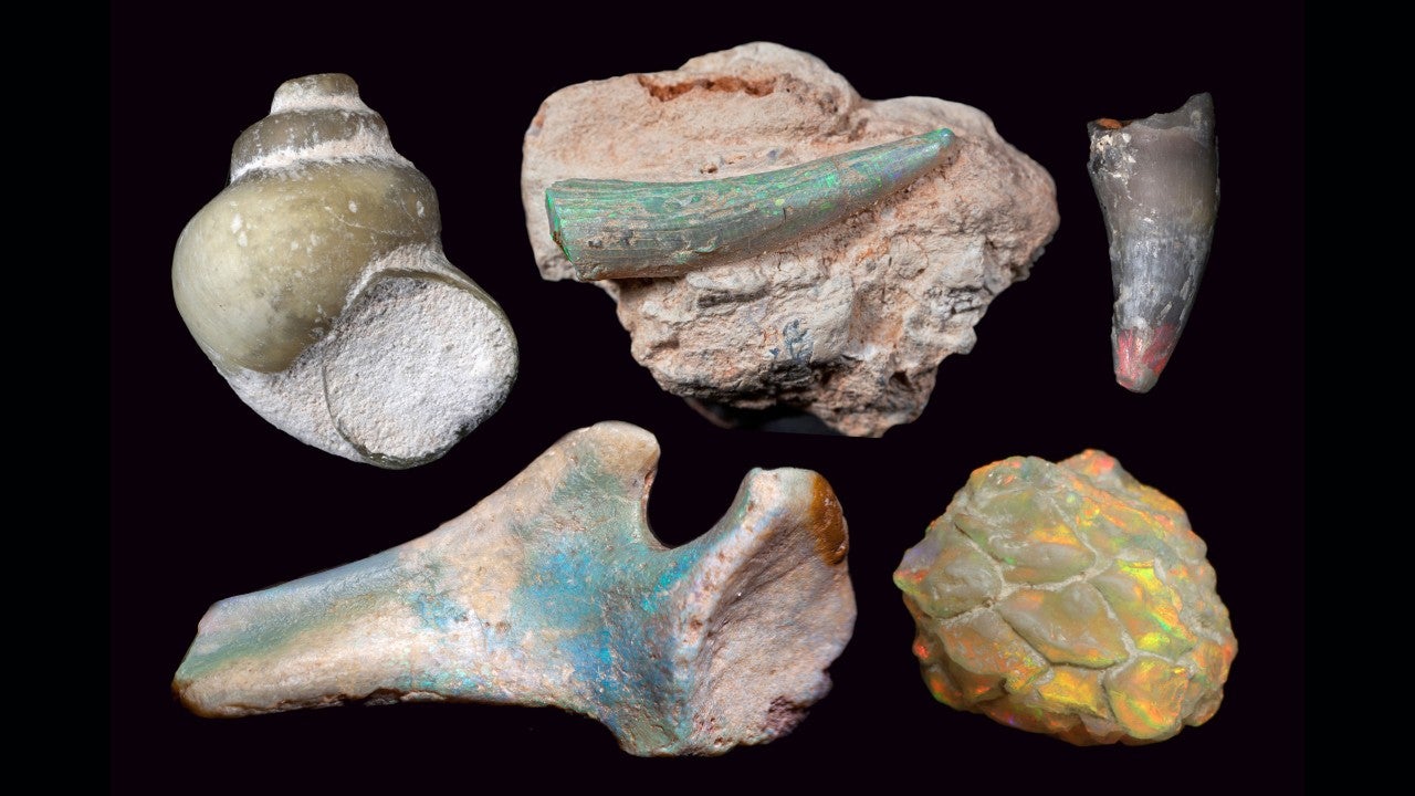 Opalised freshwater snail, plesiosaur tooth, crocodile tooth, pine cone and dinosaur pelvic bone from Lightning Ridge, from the public collection of the Australian Opal Centre. Photograph: Robert A Smith Opal stamps