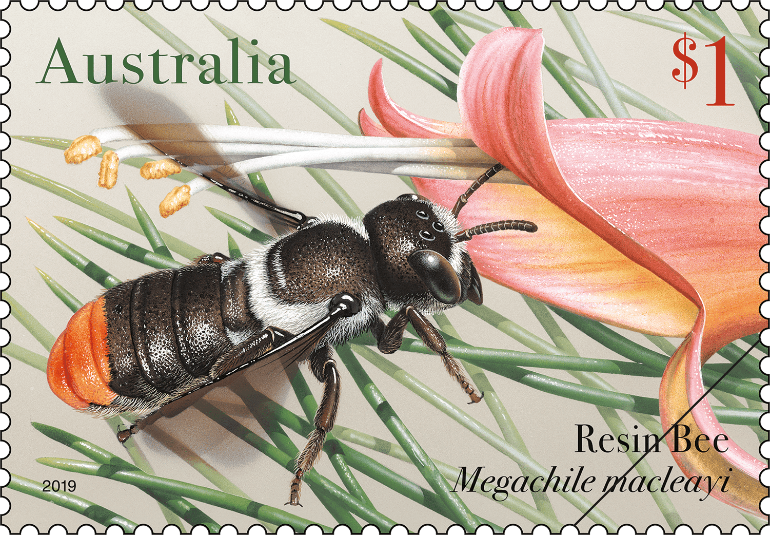 Native Bees