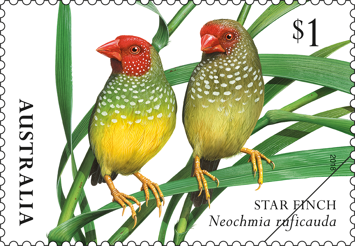 Finches of Australia star finch $1 - Star Finch (Neochmia ruficauda)