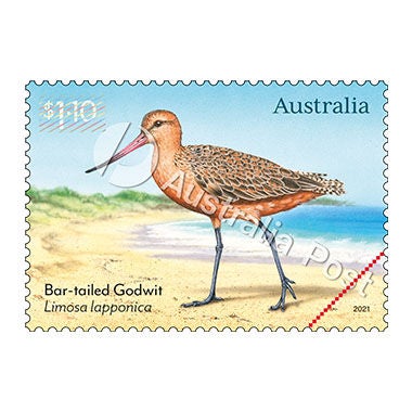 $1.10 Bar-tailed Godwit, Limosa lapponica