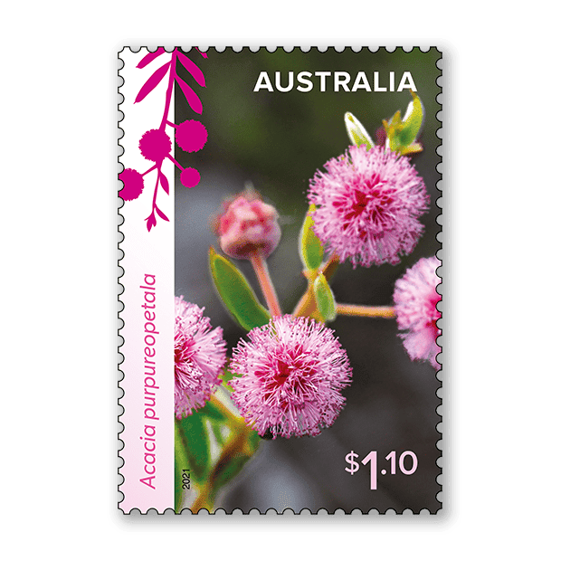 Wattle Wonders