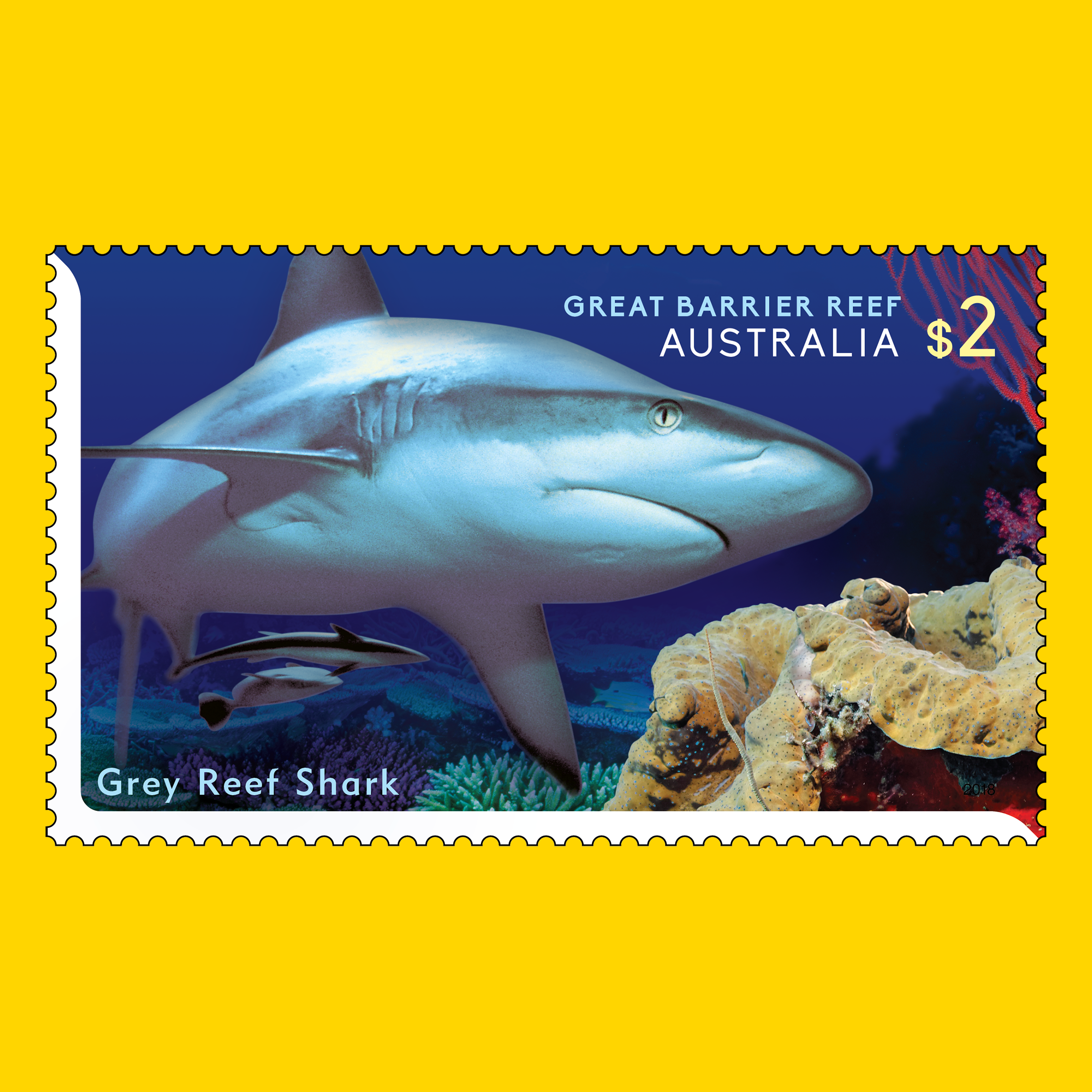Grey Reef Shark