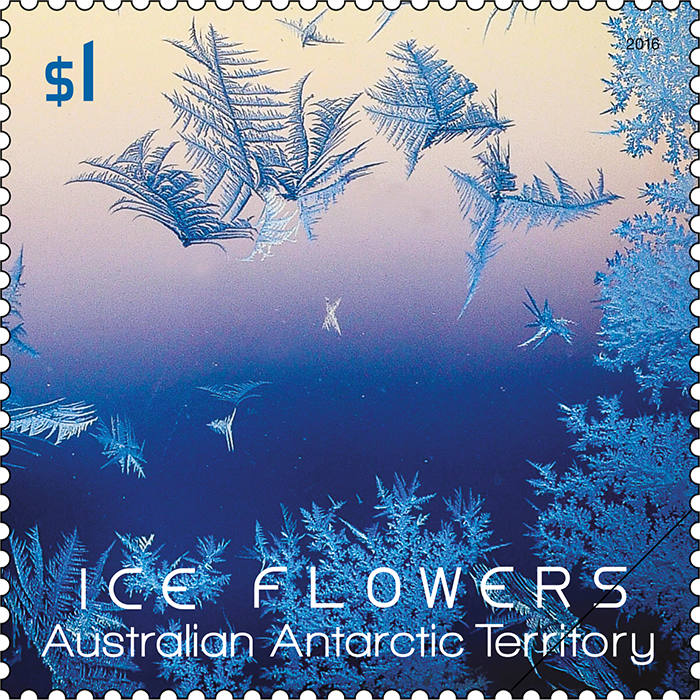 AAT ice flowers