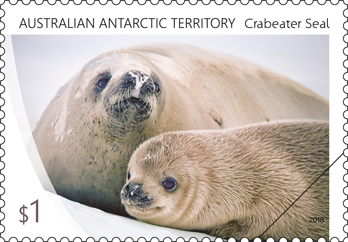 AAT Crabeater Seal mother and pup AAT: Crabeater Seal