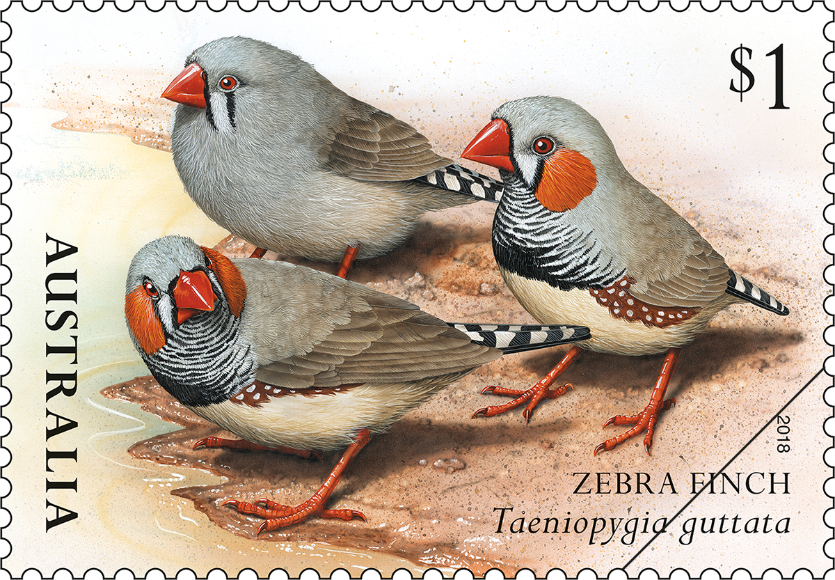 Finches of Australia zebra finch Finches of Australia