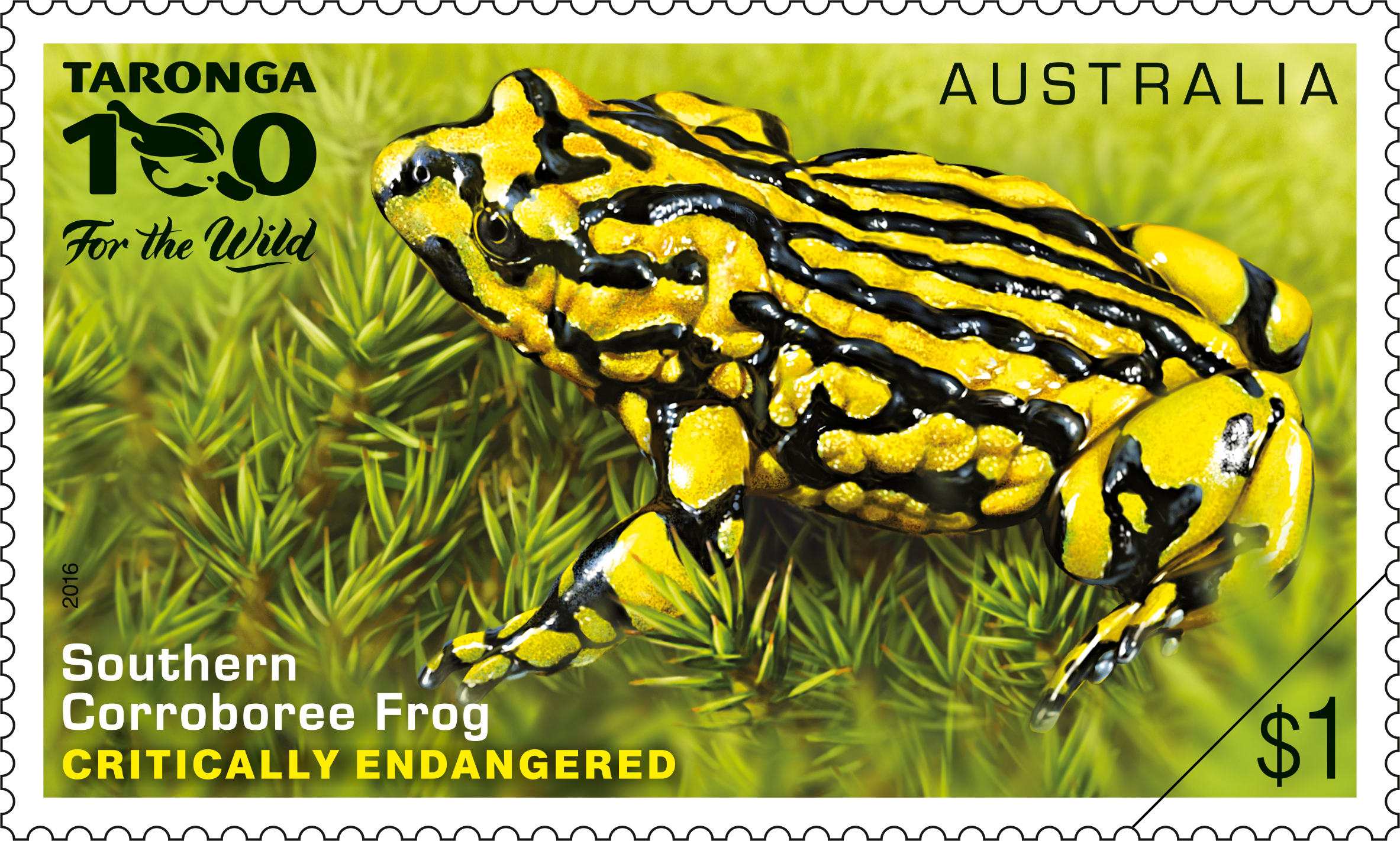 $1 Southern Corroboree Frog (Pseudophryne corroboree)
