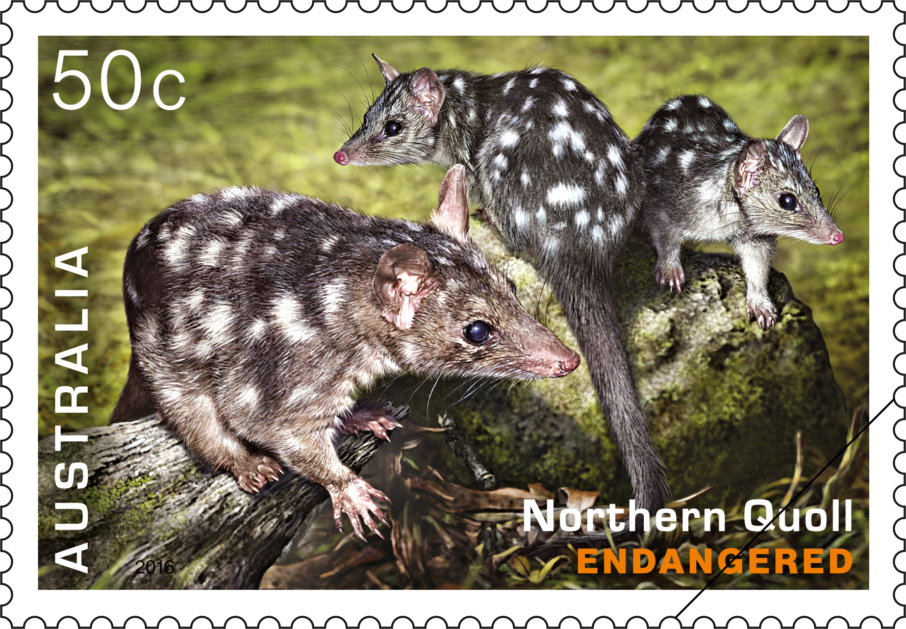 50c Northern Quoll (Dasyurus hallucatus)