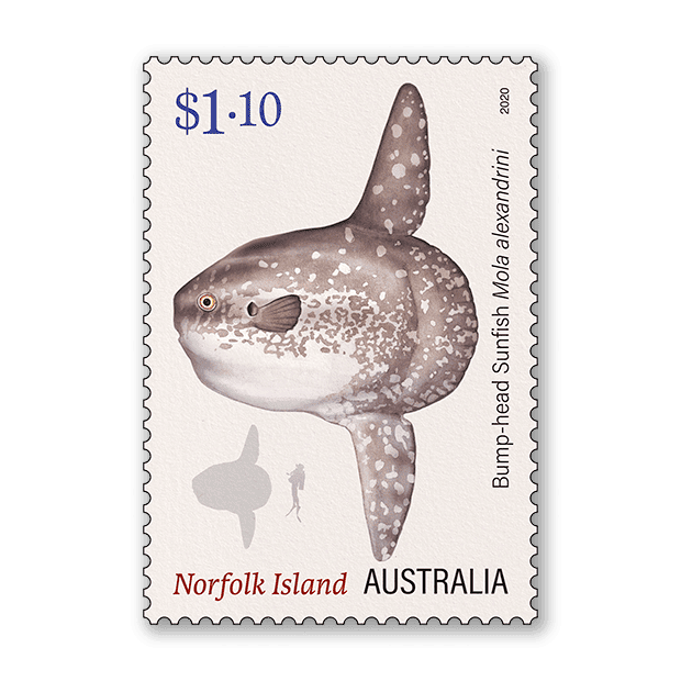 Norfolk Island Ocean Oddities
