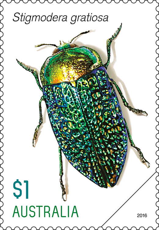 標本 Australia Stigmodera groriosa 18mm Jewel Beetles | Australia Post Collectables